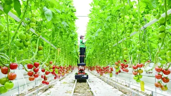 Hidroponia com efeito de estufa agrícola cresce sistemas de cultivo de vazante e fluxo de sementeira de plantas para plantio sistema de múltiplas camadas