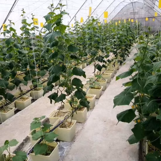 Sistema de cultivo hidropônico com balde holandês 11L Bato com cotovelos de sifão