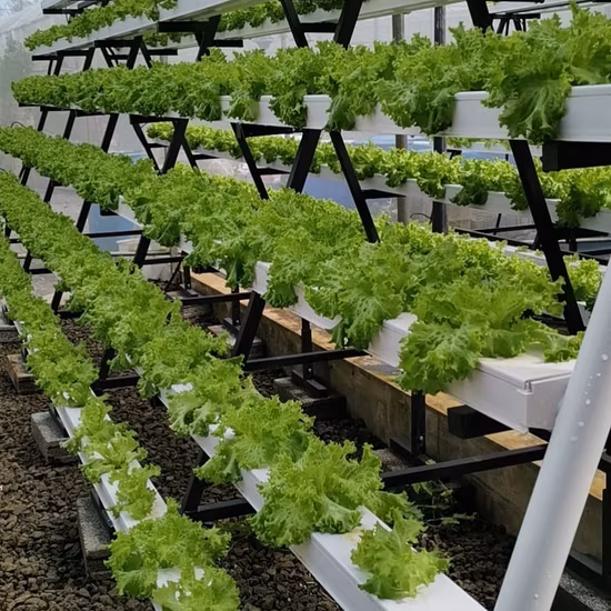 Sistema de cultivo hidropônico de canteiro de sementes de vazante e fluxo para plantio agrícola Sistema multicamadas multi